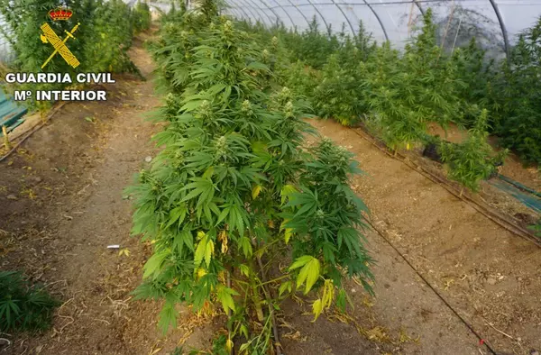 Detenidas cinco personas por cultivar y distribuir 280 kilos de marihuana