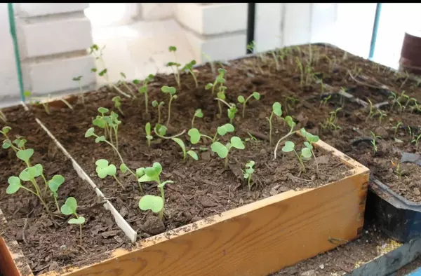 Un programa de educación botánica llega a los colegios de Pozuelo