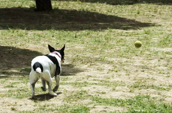 Arranca la construcción de la nueva área canina en el Parque Cerro de los Perdigones de Pozuelo