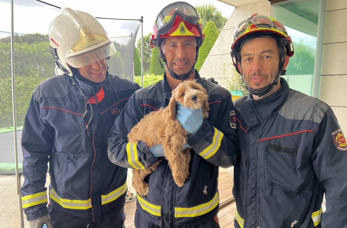  Final feliz para Maui: el cachorro rescatado por los bomberos en Pozuelo