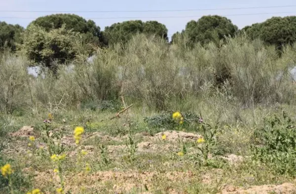 Los propietarios de parcelas en Pozuelo tienen marcado un plazo para realizar el desbroce