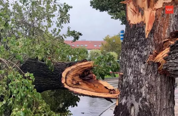Cae un árbol de grandes dimensiones sobre varios vehículos aparcados en Pozuelo