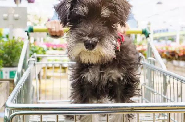 El Centro Comercial Ciudad de la Imagen de Pozuelo ya es Pet Friendly 