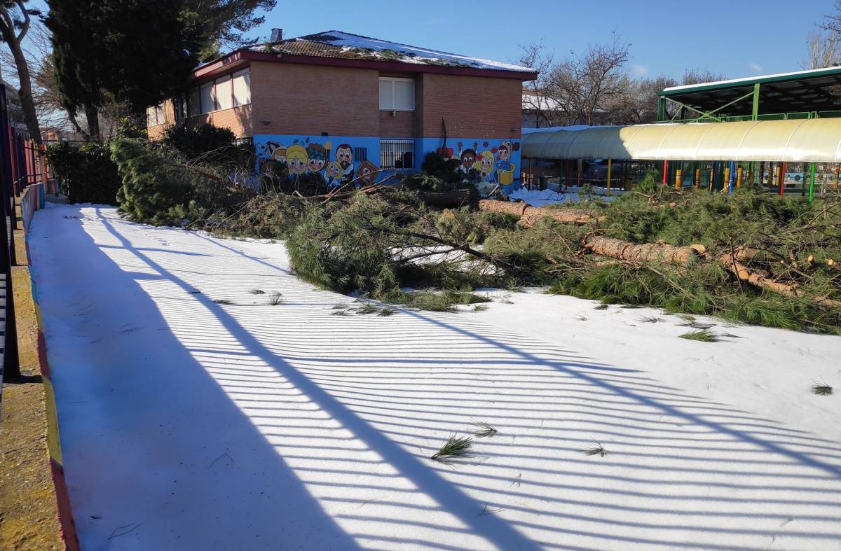 PSOE y Somos Pozuelo piden la regeneración urgente del pinar del colegio Pinar Prados de Torrejón