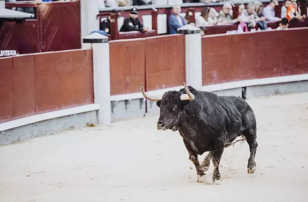 Un vecino de Pozuelo resulta herido con pronóstico reservado en el último encierro de San Fermín