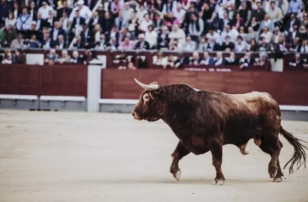 Una ONG animalista reta a Pozuelo a hacer un 'referendum' local sobre la futura Plaza de toros