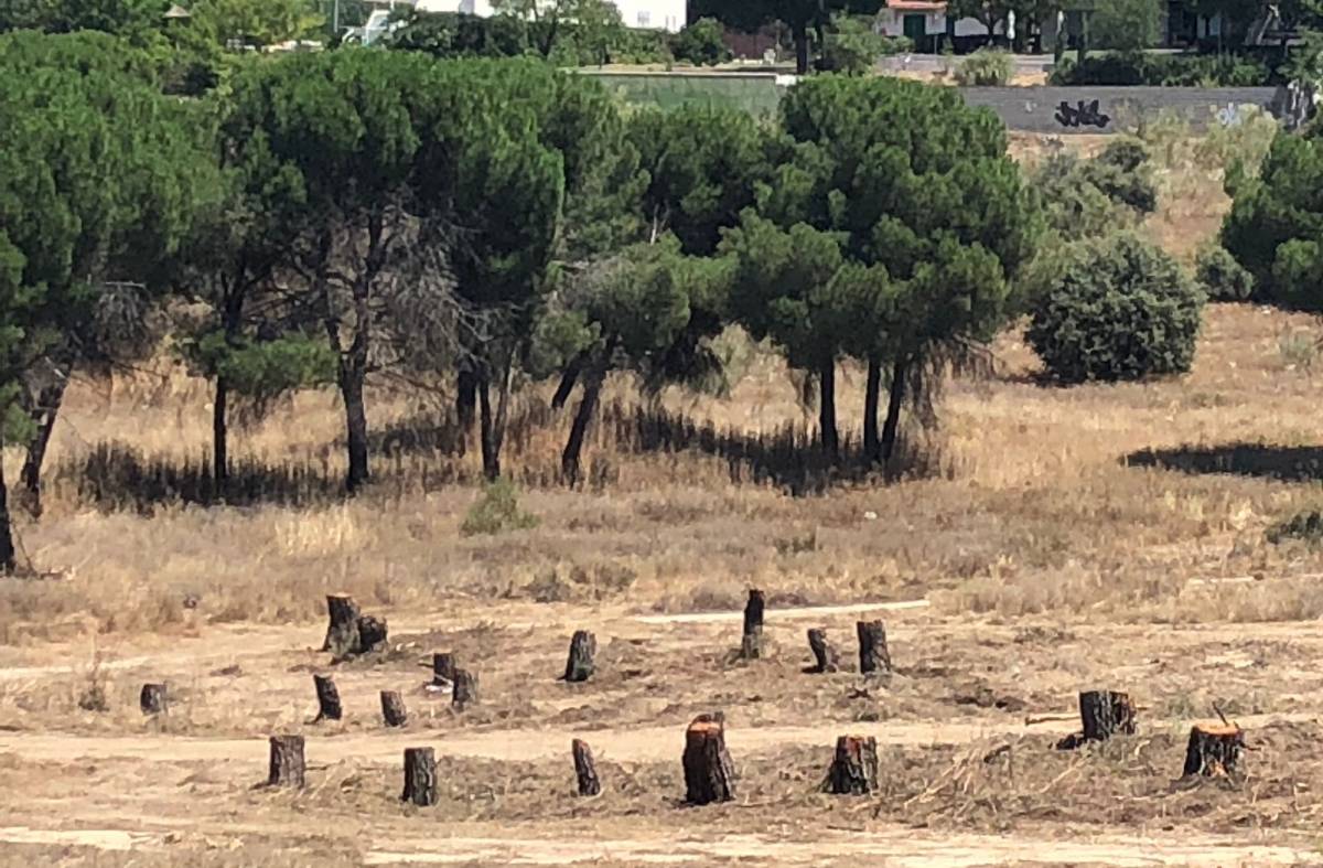 El Ayuntamiento de Pozuelo paraliza las obras de Montegancedo tras un recurso del PSOE 