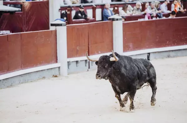 Encierros, concursos de recortes, novilladas con y sin picadores conforman el cartel taurino de las fiestas de Pozuelo