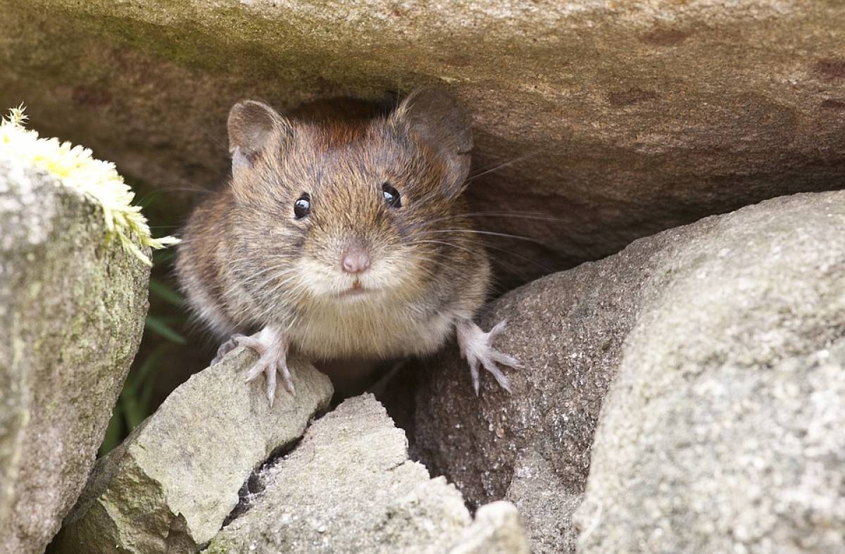 Invasión de ratas: los vecinos de Aravaca quieren unirse a Pozuelo ante la inacción del Ayuntamiento de Madrid