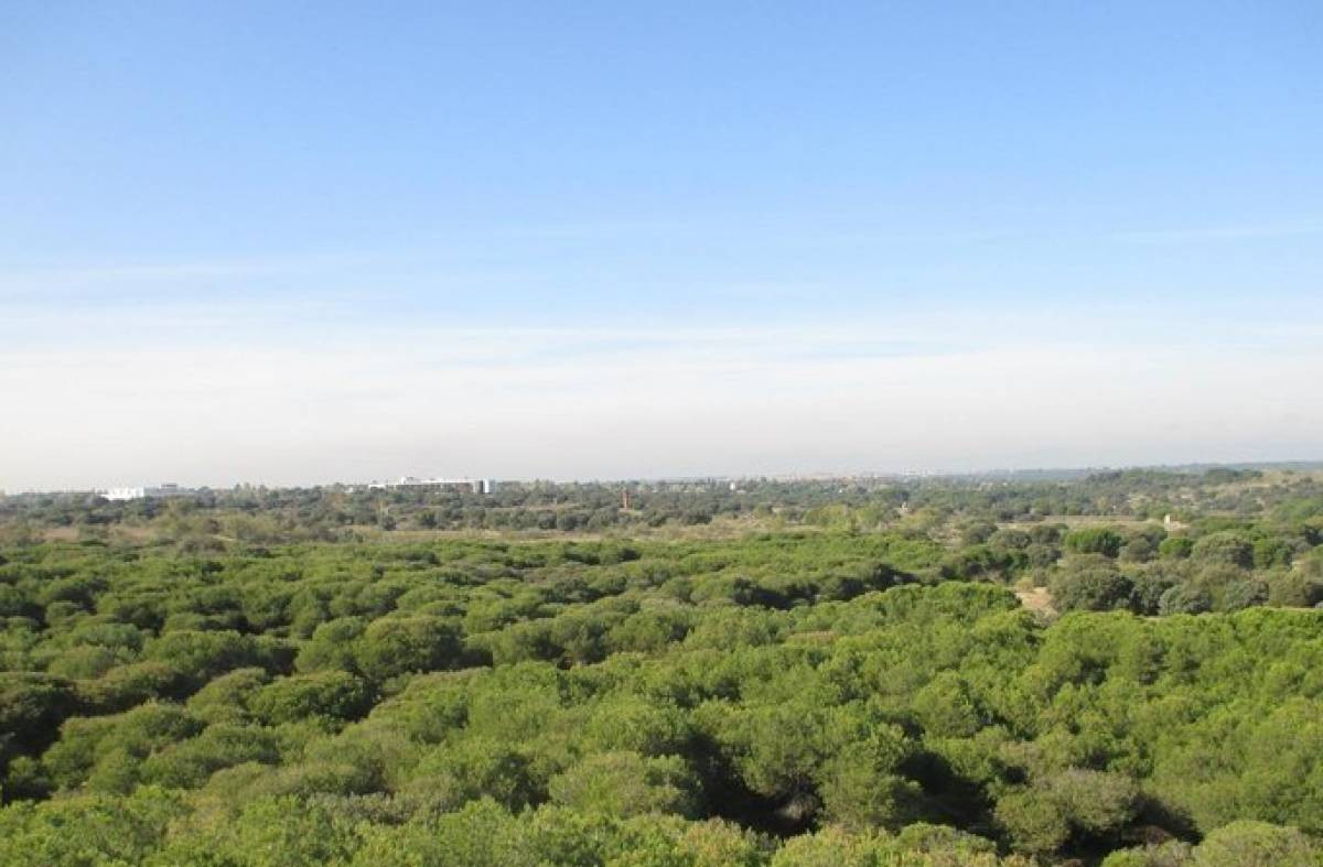El proyecto de Montegancedo, paralizado cautelarmente de manera indefinida
