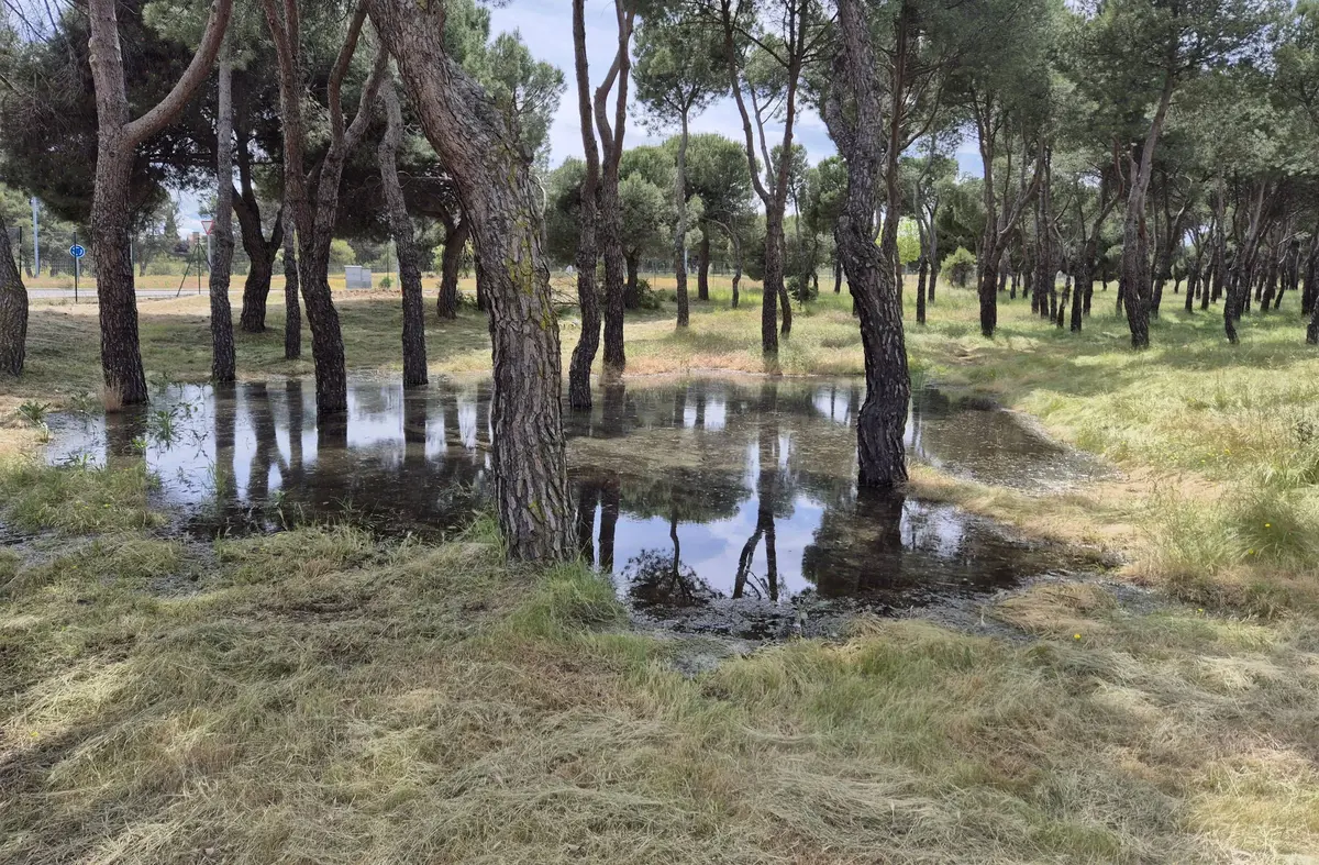 El PSOE de Pozuelo denuncia un gran vertido de aguas fecales en una zona verde junto a la M502
