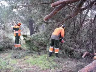 Continúan las labores de poda en el arbolado urbano de Pozuelo de Alarcón