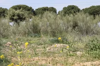 Se recuerda la necesidad de desbrozar las parcelas como medida de prevención ante los incendios