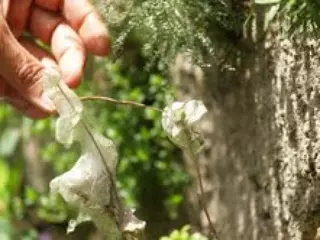 Nacen cientos de orugas de la mariposa Doncella de Ondas Rojas