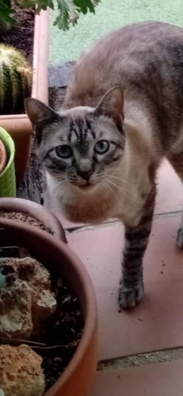 Gato tullido perdido zona Wolt