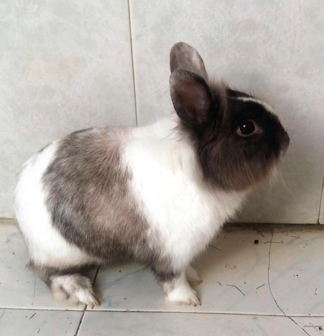 Regalo conejo por no poder ate
