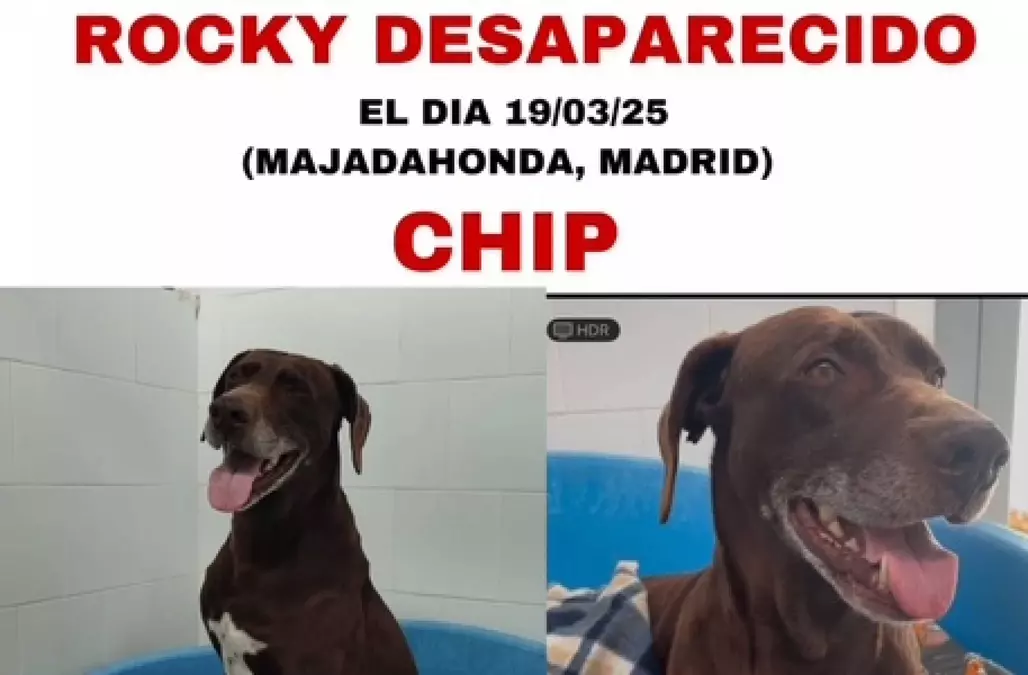 ROCKY HA SIDO RESCATADO !!!!!  GRACIAS !! -----------------URGENTE - SE HA PERDIDO ROCKY 19/03/25