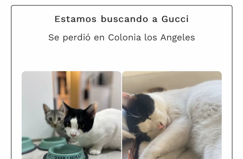 Busco gato blanco con manchas negras