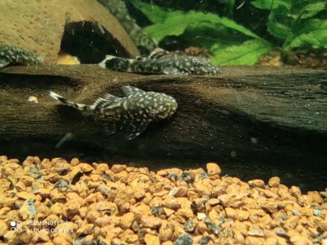 VENDO PECES ANCISTRUS SP, pare