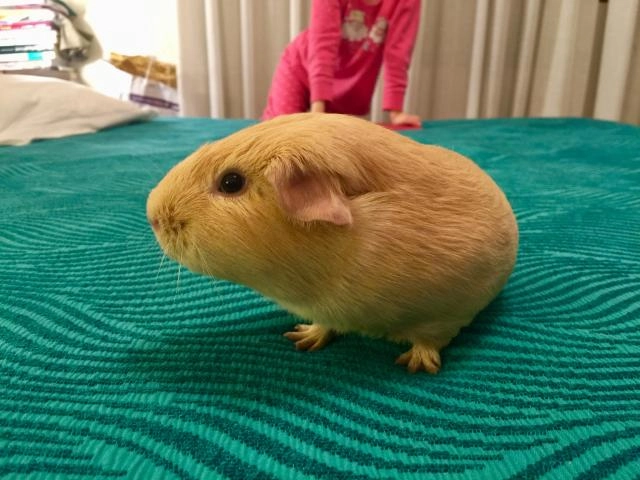 Tengo una cobaya (macho) y nos